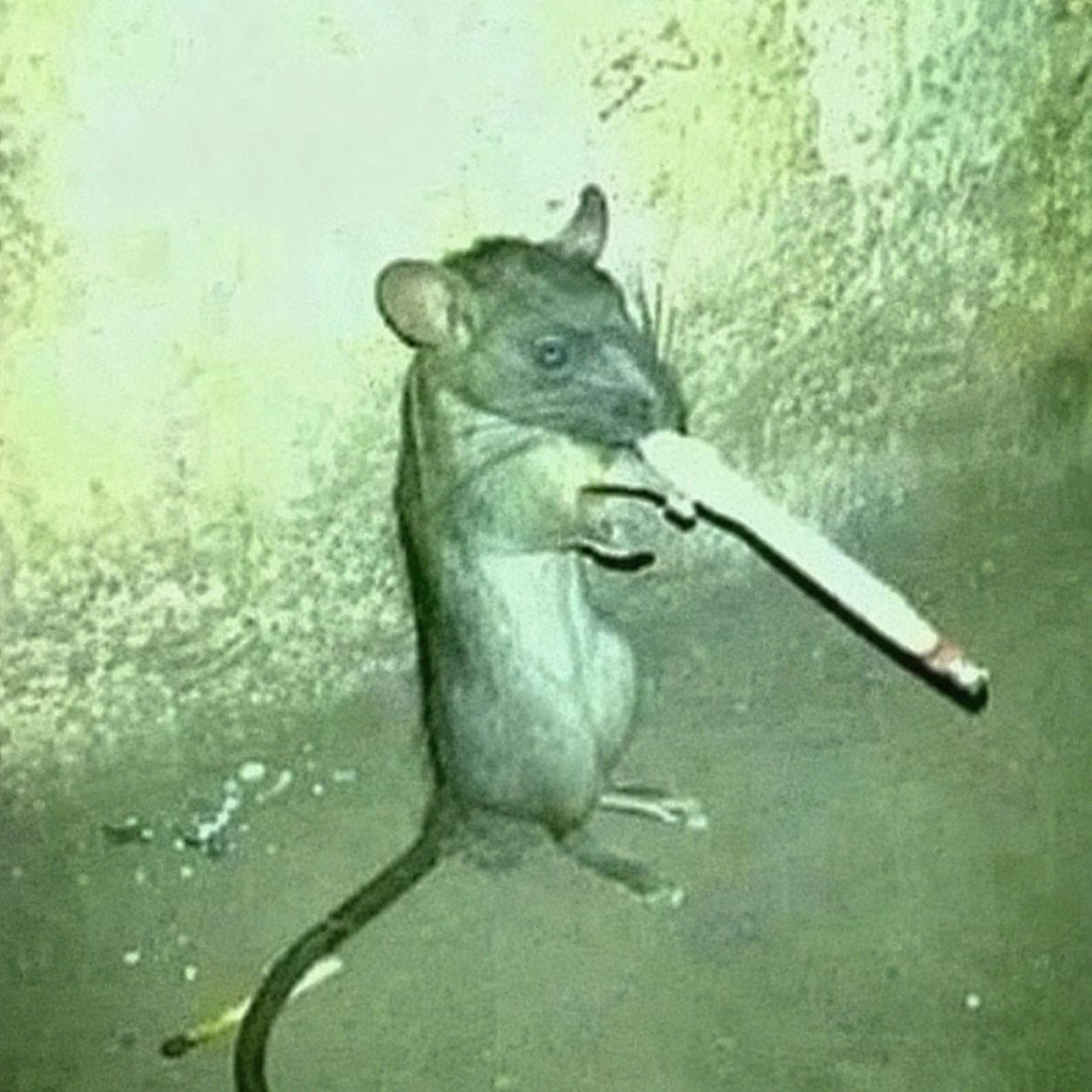 Supplied Change Da World rat image: a rat holding a cigarette.